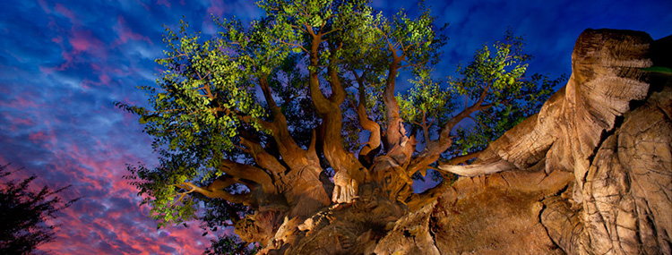 Disney's Animal Kingdom