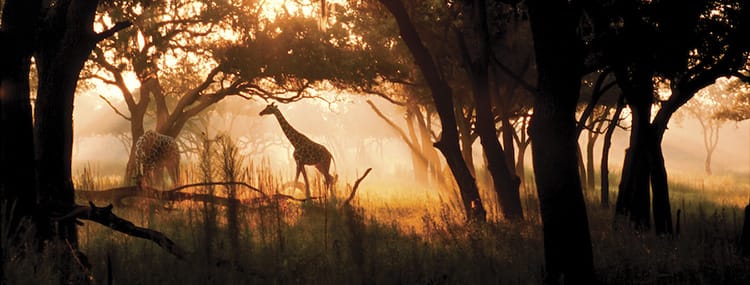 Ontdek de Afrikaanse savanne na zonsondergang tijdens Sunset Kilimanjaro Safaris